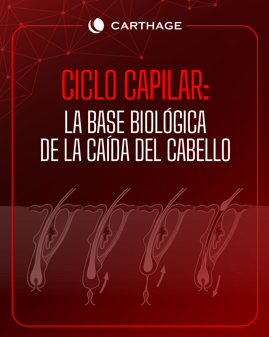 Ciclo capilar: la base biológica de la caída del cabello